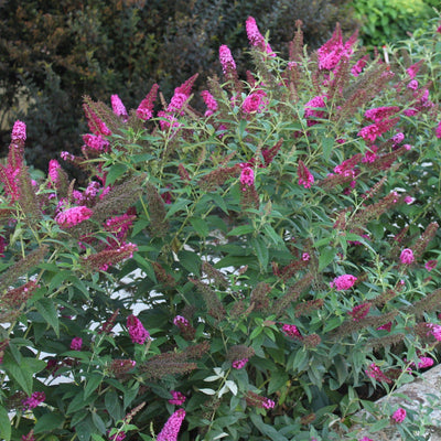 'Miss Molly' Butterfly Bush in focus.