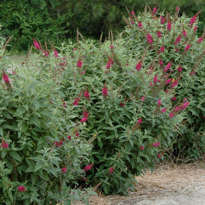 'Miss Molly' Butterfly Bush (Buddleia x)