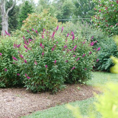 'Miss Molly' 'Miss Molly' Butterfly Bush in use.