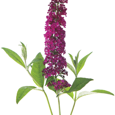 'Miss Molly' Butterfly Bush (Buddleia x)