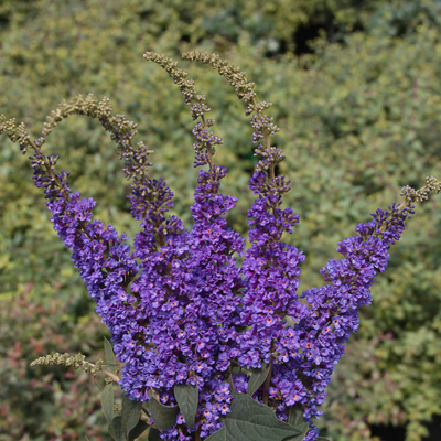 Lo & Behold® 'Blue Chip Jr.' Butterfly Bush (Buddleia x)