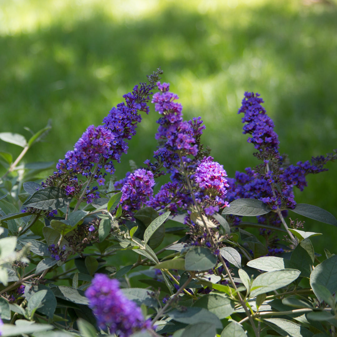 Butterfly Bush | Lo & Behold® 'Blue Chip Jr.' | Proven Winners