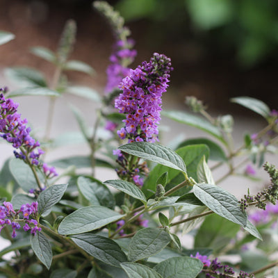 Lo & Behold 'Blue Chip Jr.' Butterfly Bush up close.