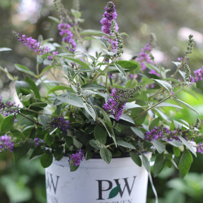 Lo & Behold 'Blue Chip Jr.' Butterfly Bush in focus.