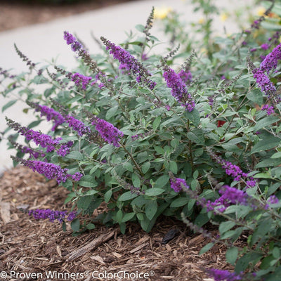 Lo & Behold 'Blue Chip Jr.' Butterfly Bush in focus.