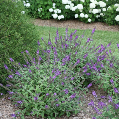 Lo & Behold® 'Blue Chip Jr.' Butterfly Bush (Buddleia x)