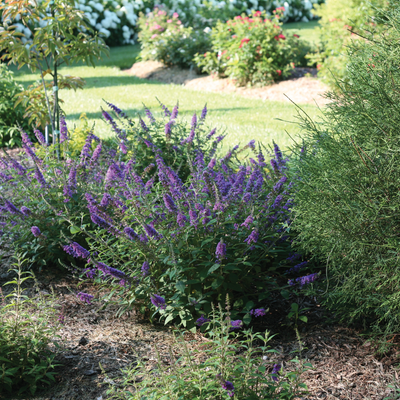 Lo & Behold® 'Blue Chip Jr.' Butterfly Bush (Buddleia x)