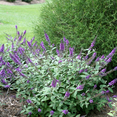 Lo & Behold 'Blue Chip Jr.' Butterfly Bush in use.