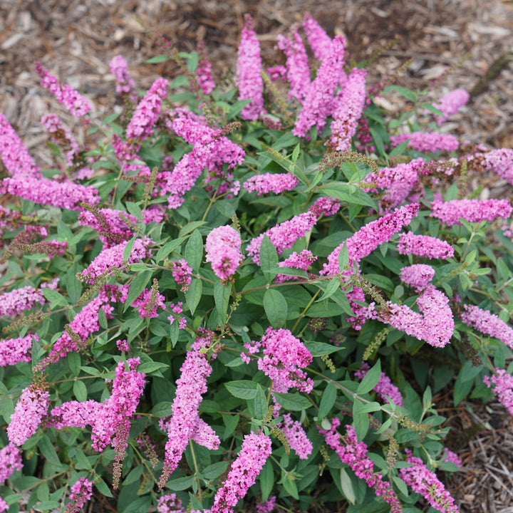 Butterfly Bush | Lo & Behold® 'Pink Micro Chip' | Proven Winners