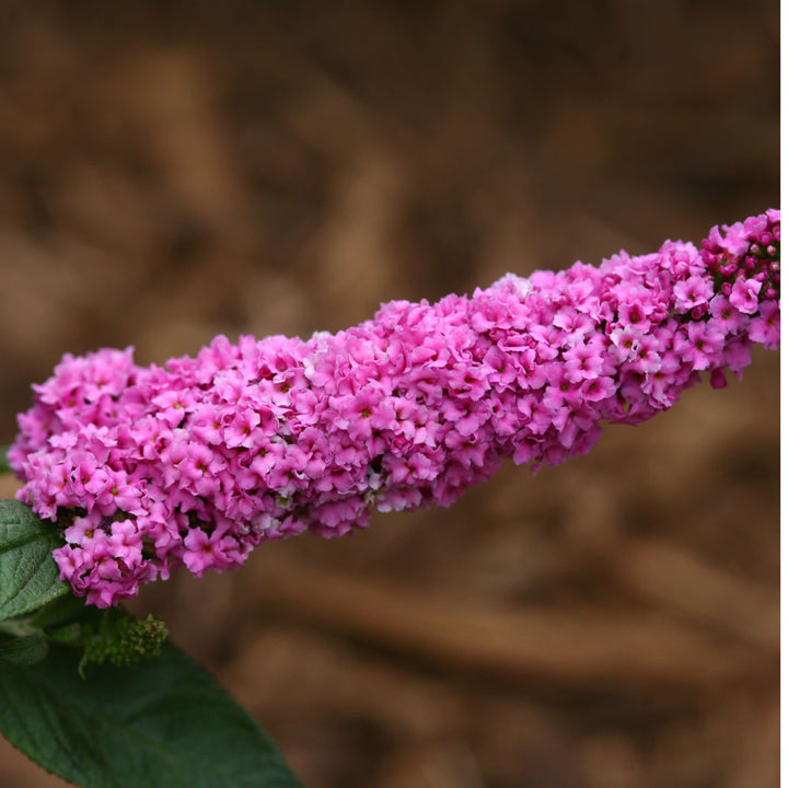 Butterfly Bush | Lo & Behold® 'Pink Micro Chip' | Proven Winners