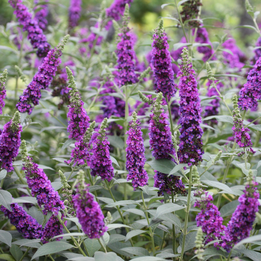 Butterfly Bush | 'Miss Violet' | Proven Winners® Shrubs – Proven Winners  Direct™, image size:1080x1080