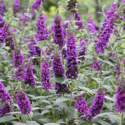 'Miss Violet' 'Miss Violet' Butterfly Bush up close.