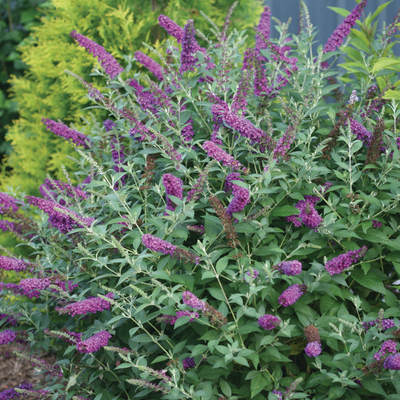 'Miss Violet' 'Miss Violet' Butterfly Bush in focus.