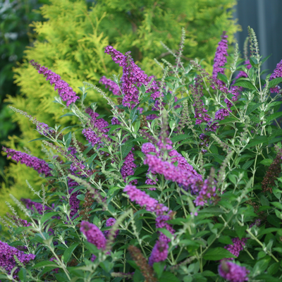 'Miss Violet' 'Miss Violet' Butterfly Bush in focus.