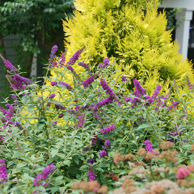 'Miss Violet' 'Miss Violet' Butterfly Bush in use.