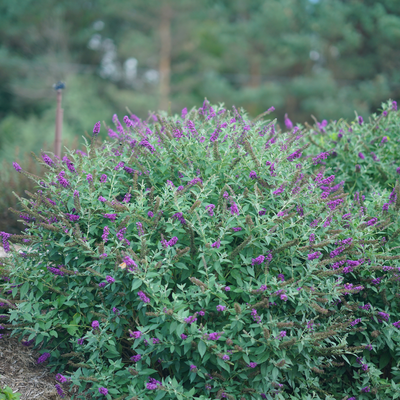 'Miss Violet' 'Miss Violet' Butterfly Bush in use.