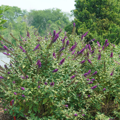 'Miss Violet' 'Miss Violet' Butterfly Bush in use.