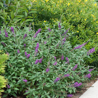 'Miss Violet' Butterfly Bush in use.