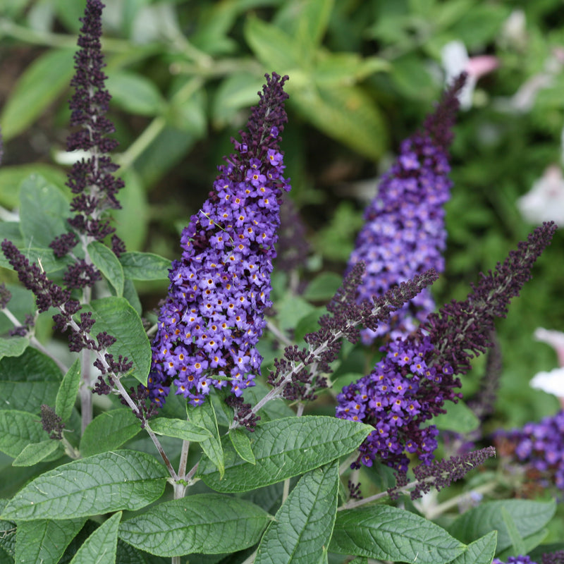 Pugster Blue Butterfly Bush up close.