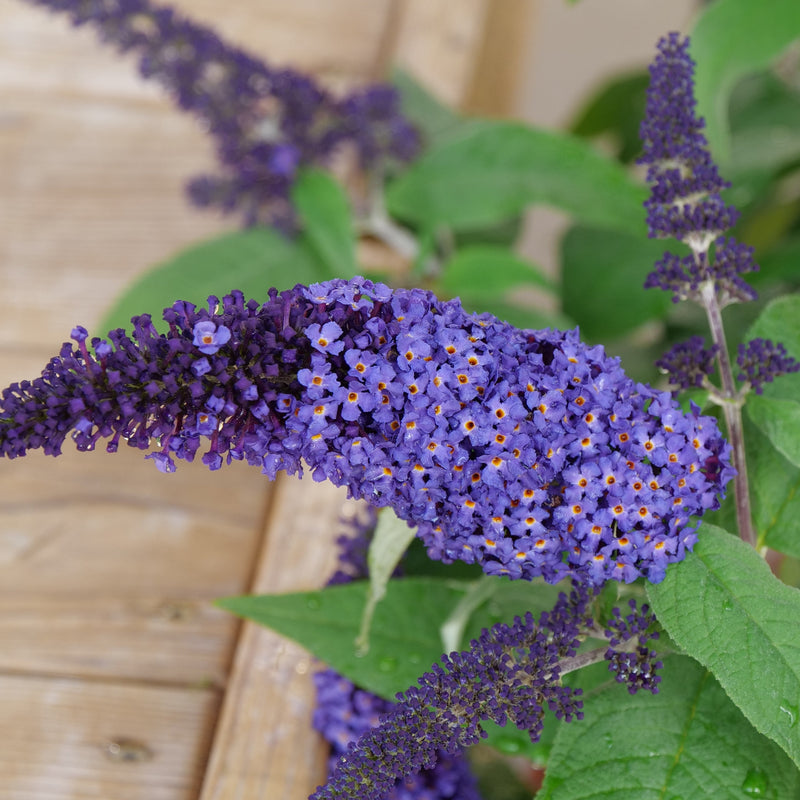 Pugster Blue Pugster Blue Butterfly Bush up close.