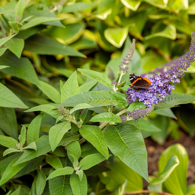 Pugster Blue Pugster Blue Butterfly Bush up close.