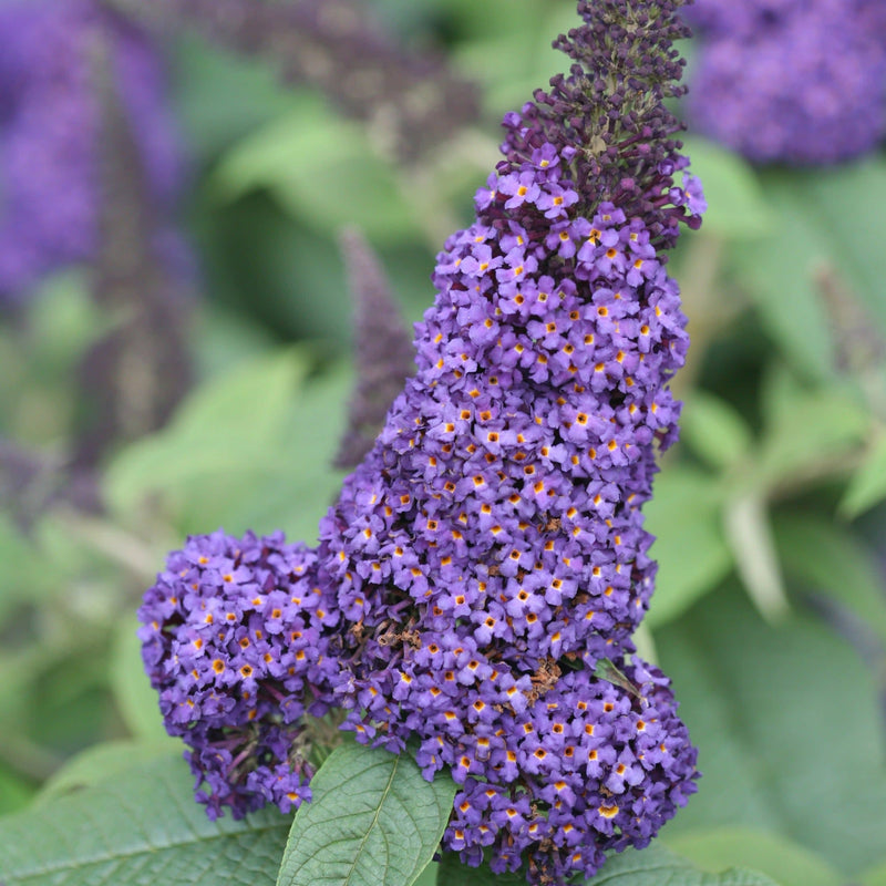 Pugster Blue Butterfly Bush up close.