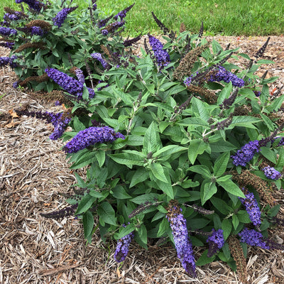 Pugster Blue Pugster Blue Butterfly Bush in focus.