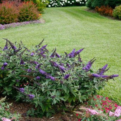 Pugster Blue Butterfly Bush in use.