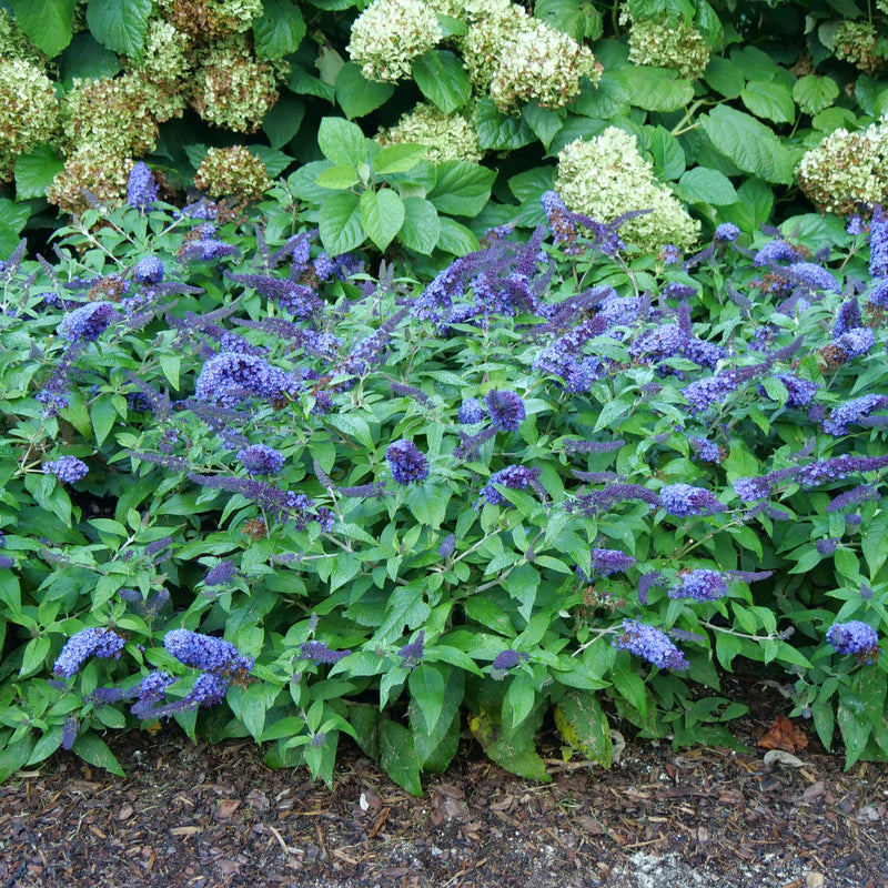 Pugster Blue Pugster Blue Butterfly Bush in use.