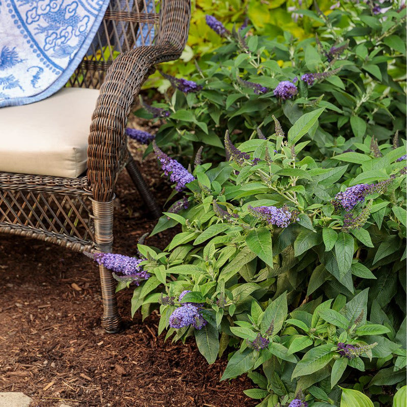 Pugster Blue® Butterfly Bush (Buddleia x)