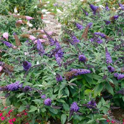 Pugster Blue Butterfly Bush in use.