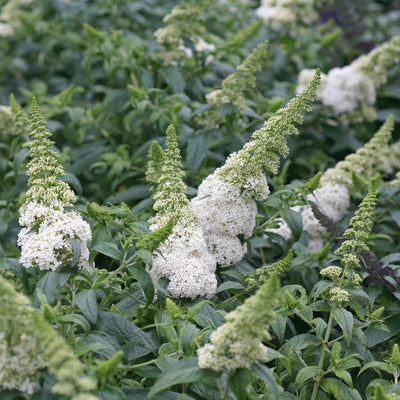 Pugster White Butterfly Bush up close.