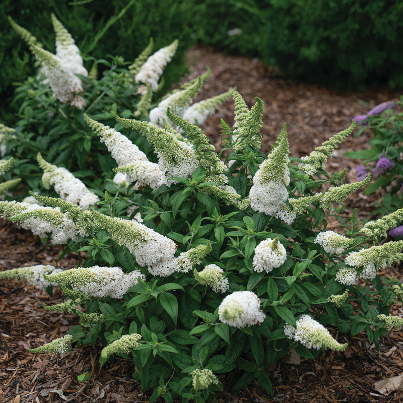 Pugster White Pugster White Butterfly Bush in focus.