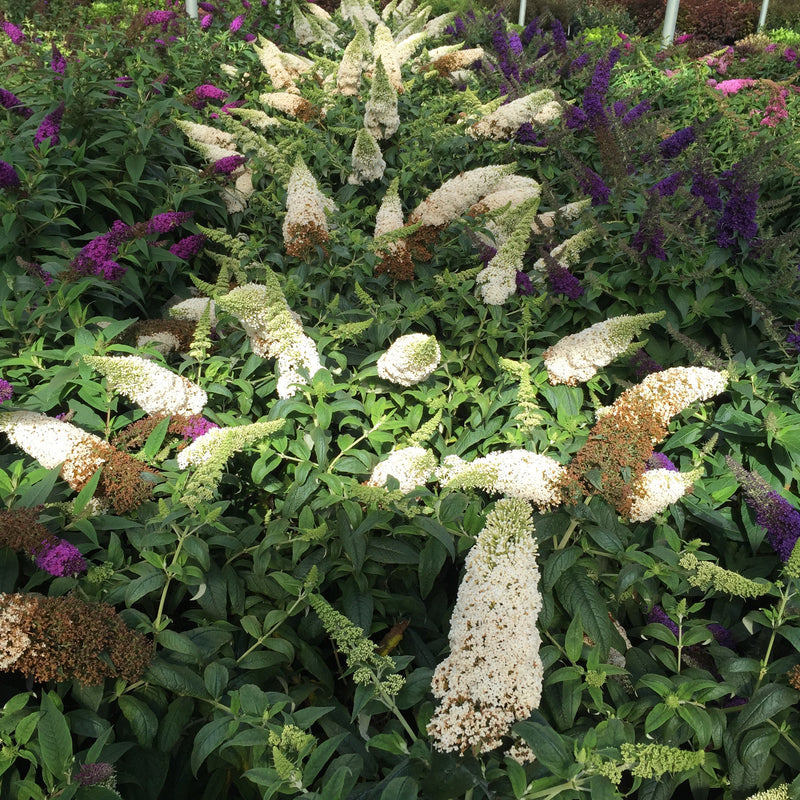 Pugster White Butterfly Bush in use.