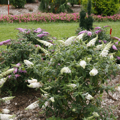 Pugster White Butterfly Bush in use.