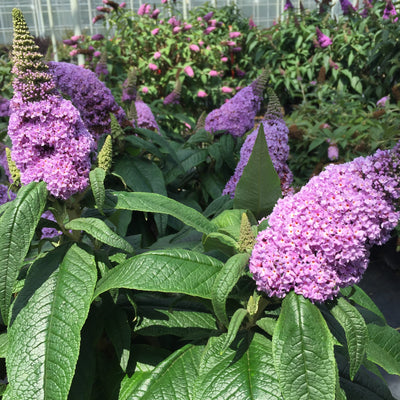 Pugster Amethyst Butterfly Bush up close.