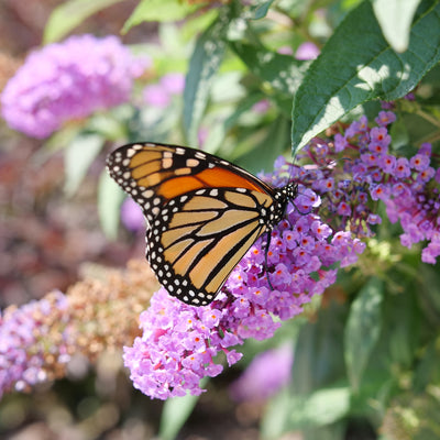 Pugster Amethyst Pugster Amethyst Butterfly Bush up close.