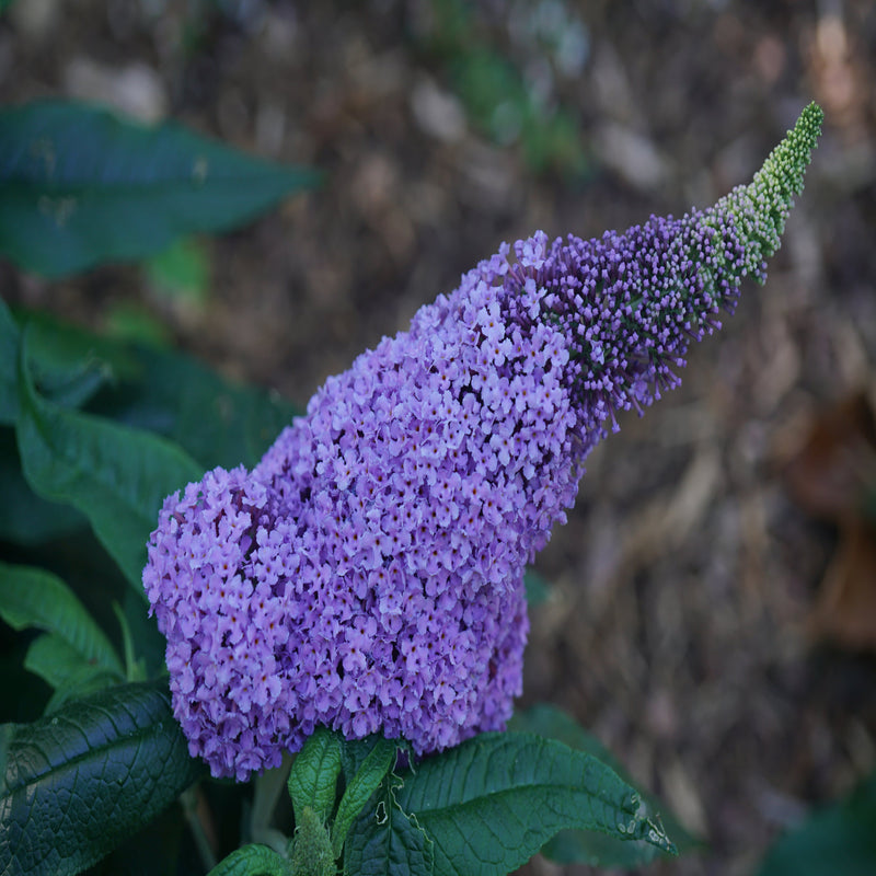 Pugster Amethyst Butterfly Bush up close.