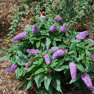 Pugster Amethyst Pugster Amethyst Butterfly Bush in focus.