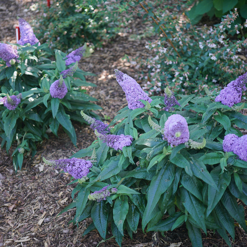 Pugster Amethyst Butterfly Bush in focus.