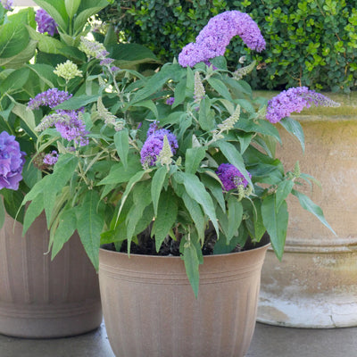 Pugster Amethyst Pugster Amethyst Butterfly Bush in use.