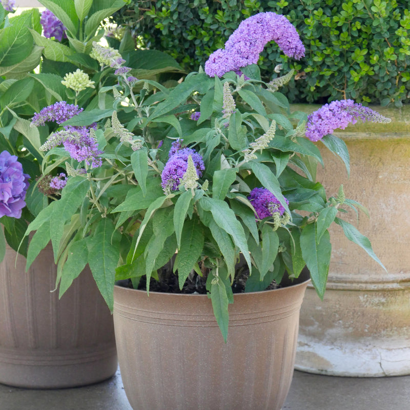 Pugster Amethyst Pugster Amethyst Butterfly Bush in use.