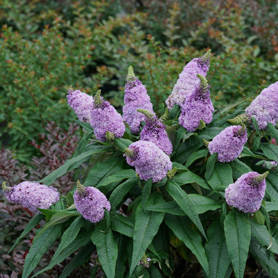 Pugster Amethyst Butterfly Bush in use.