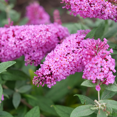 Pugster Pinker Pugster Pinker Butterfly Bush up close.