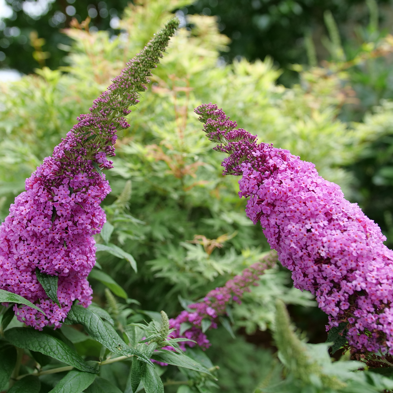 Pugster Pinker Pugster Pinker Butterfly Bush up close.