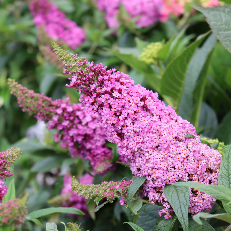 Pugster Pinker Pugster Pinker Butterfly Bush up close.