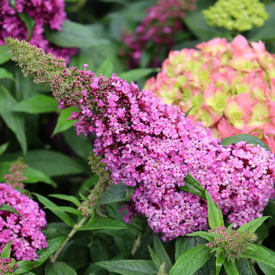 Pugster Pinker Pugster Pinker Butterfly Bush up close.