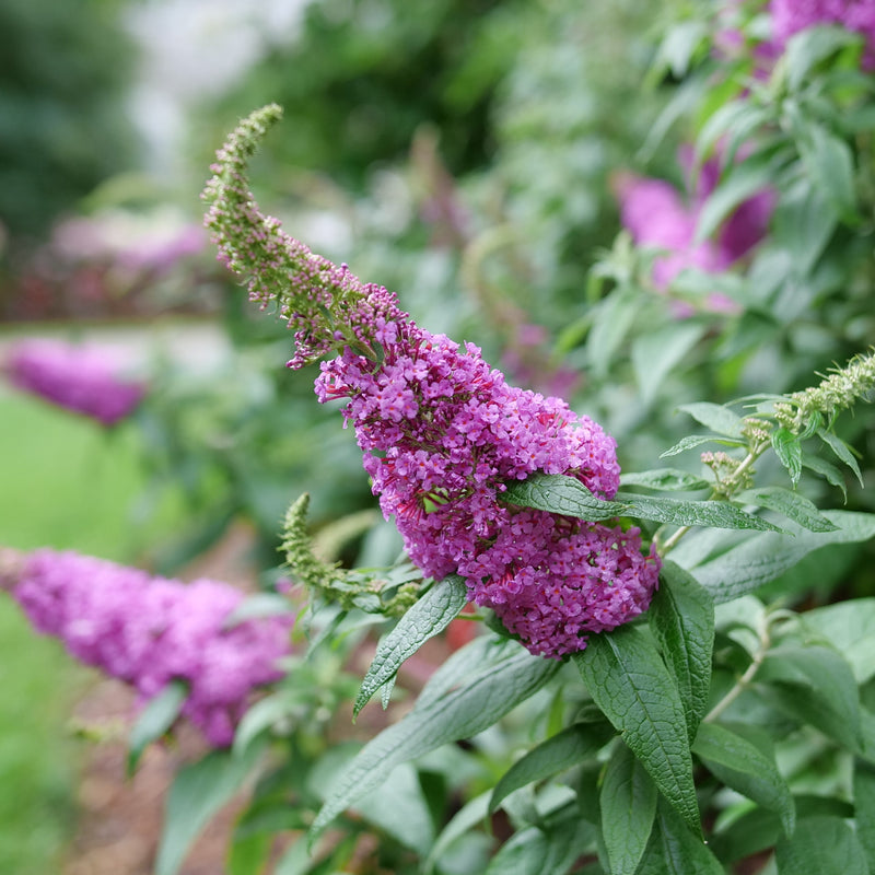 Pugster Pinker Pugster Pinker Butterfly Bush up close.