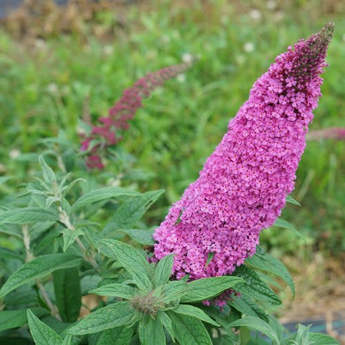 Pugster Pinker Butterfly Bush up close.