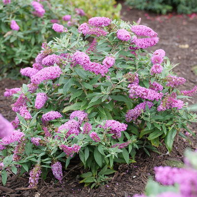 Pugster Pinker Pugster Pinker Butterfly Bush in focus.